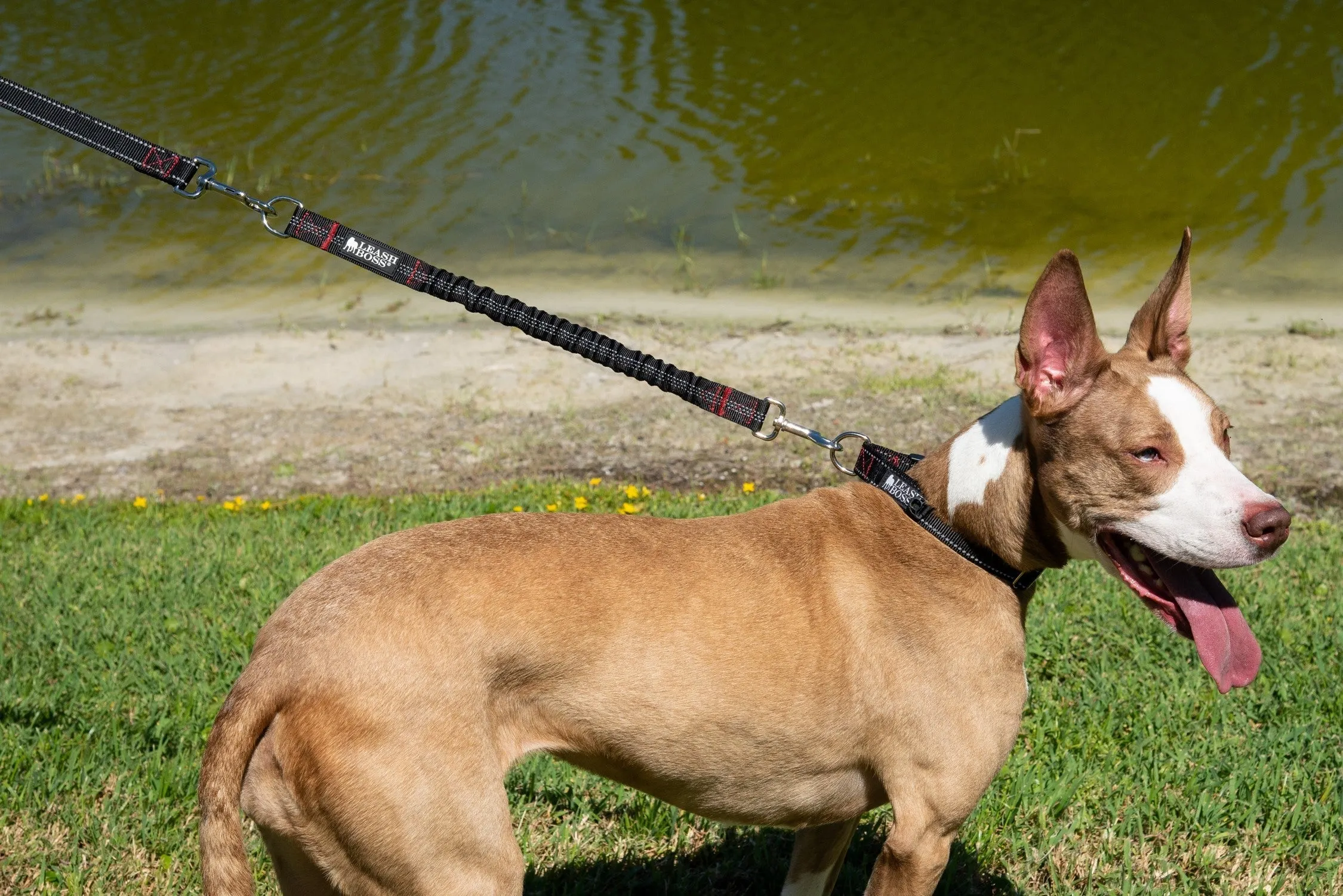 Bungee Leash Extension for Absorbing Shock - 18 Inches