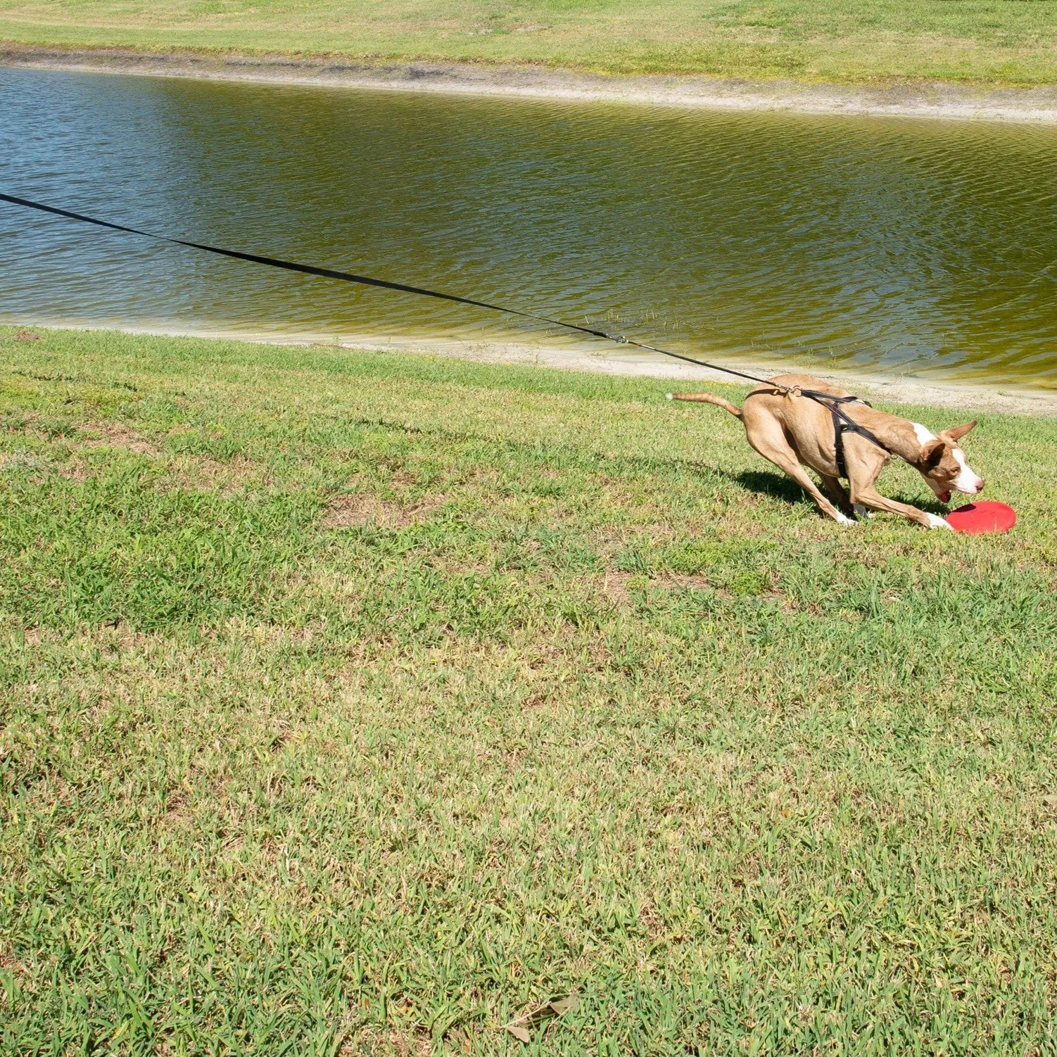 Bungee Leash Extension for Absorbing Shock - 18 Inches