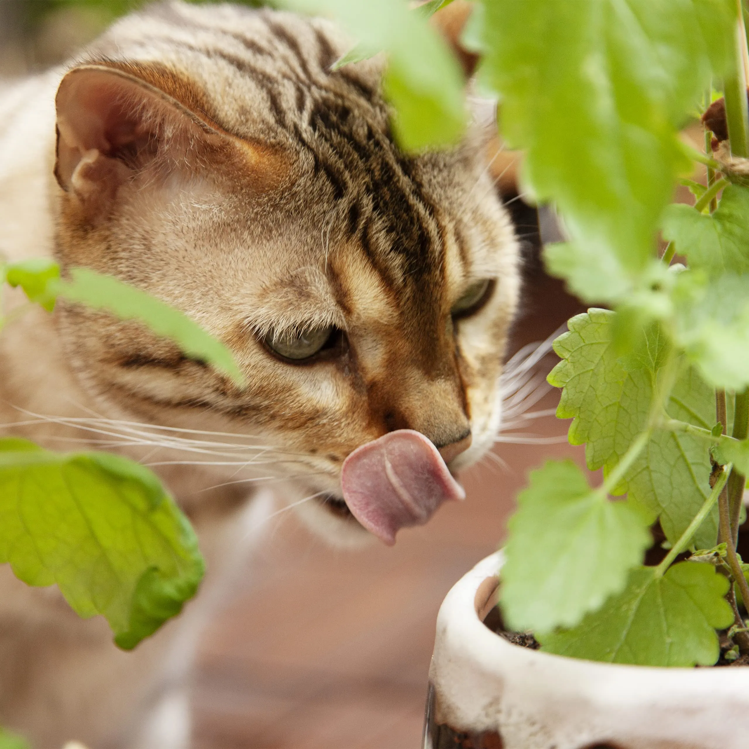 Cat Toys With Catnip 3 Catnip Toys For Cats  Catnip Lolli With Dental Cleaning