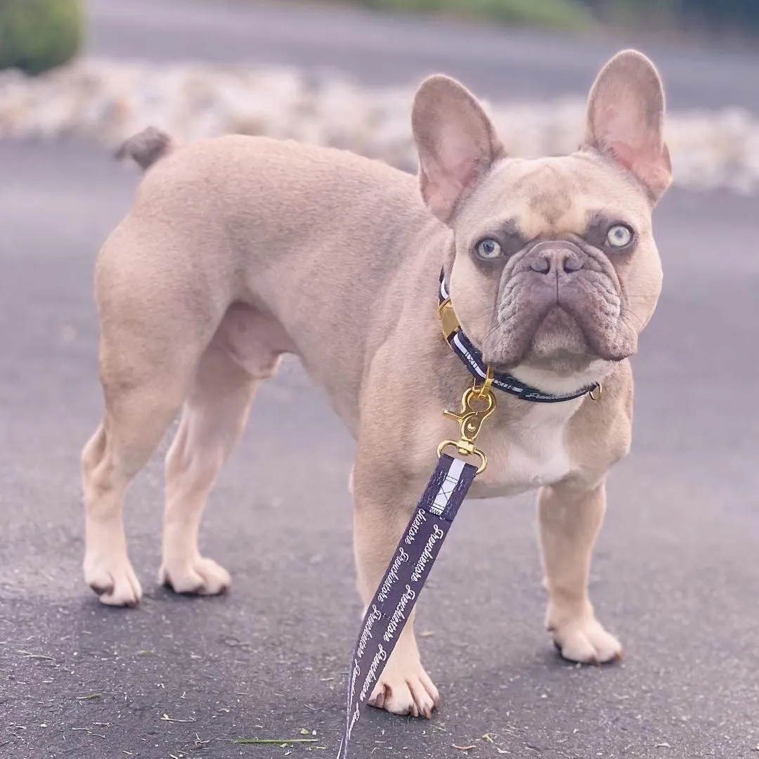 Frenchiestore Breakaway Dog Collar | Black Varsity