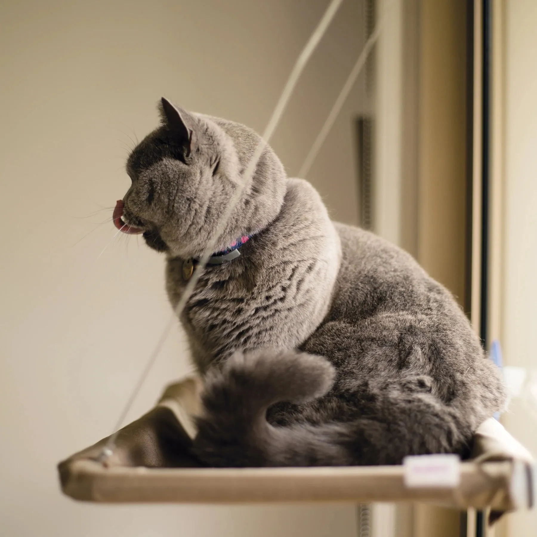 Kazoo Lookout Window Cat Bed