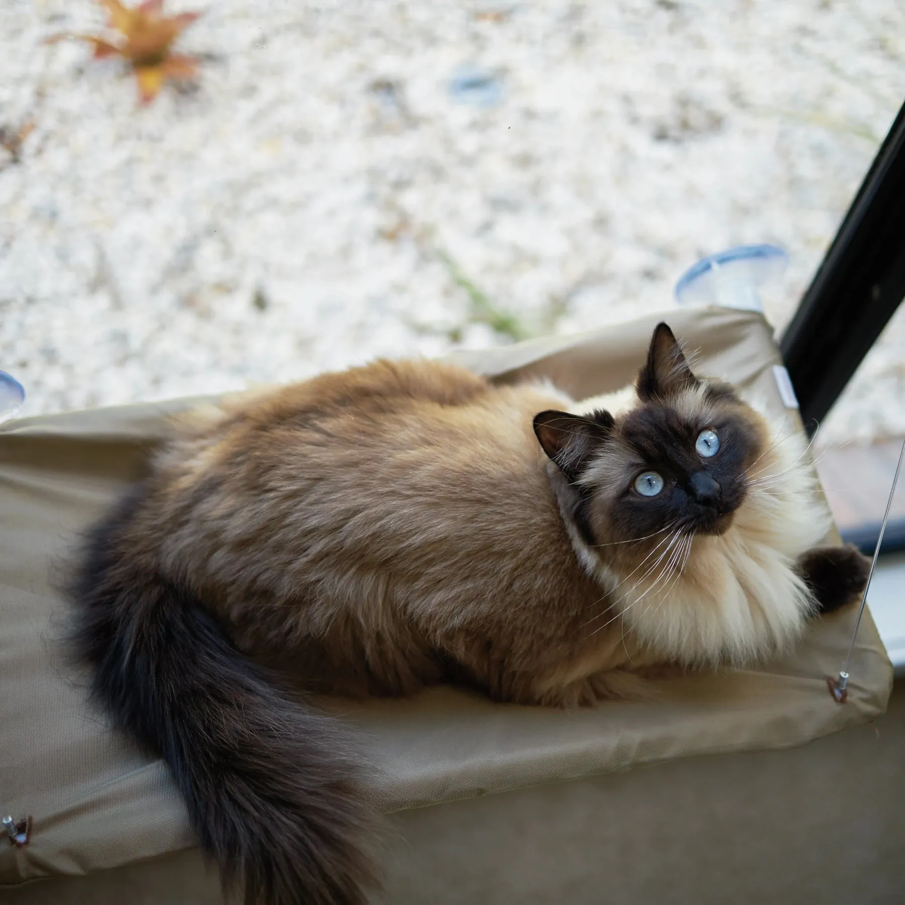 Kazoo Lookout Window Cat Bed