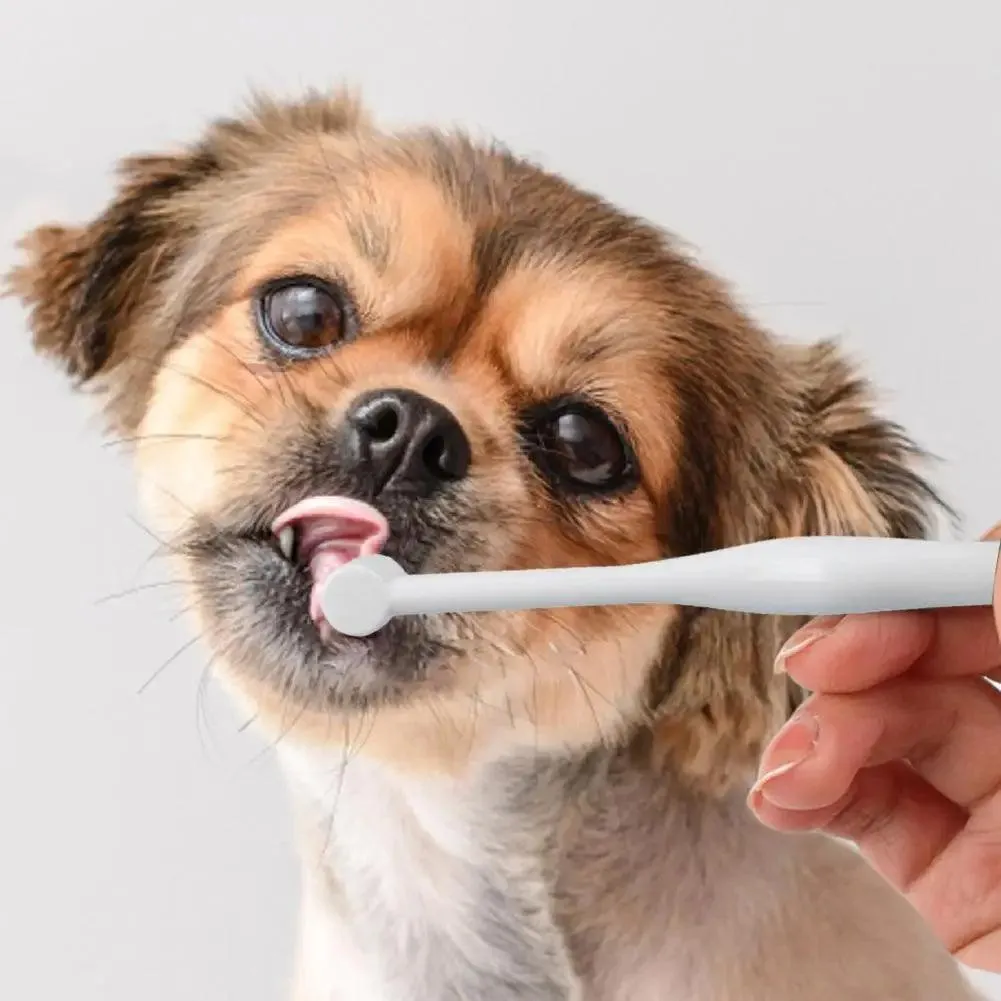 Orbital Pet Toothbrush