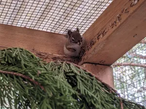 Outdoor Mammal Enclosure - Wild ARC