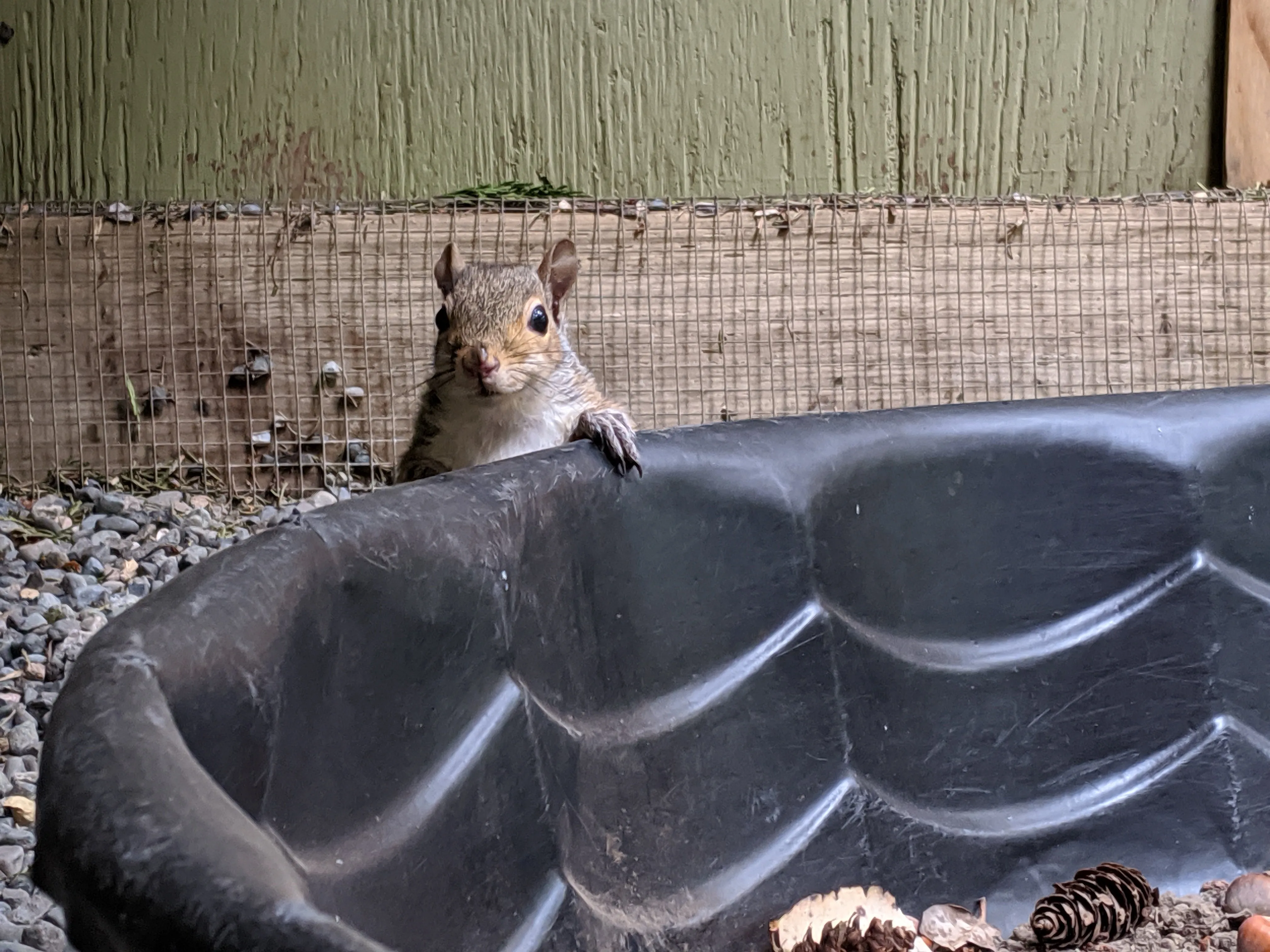 Outdoor Mammal Enclosure - Wild ARC