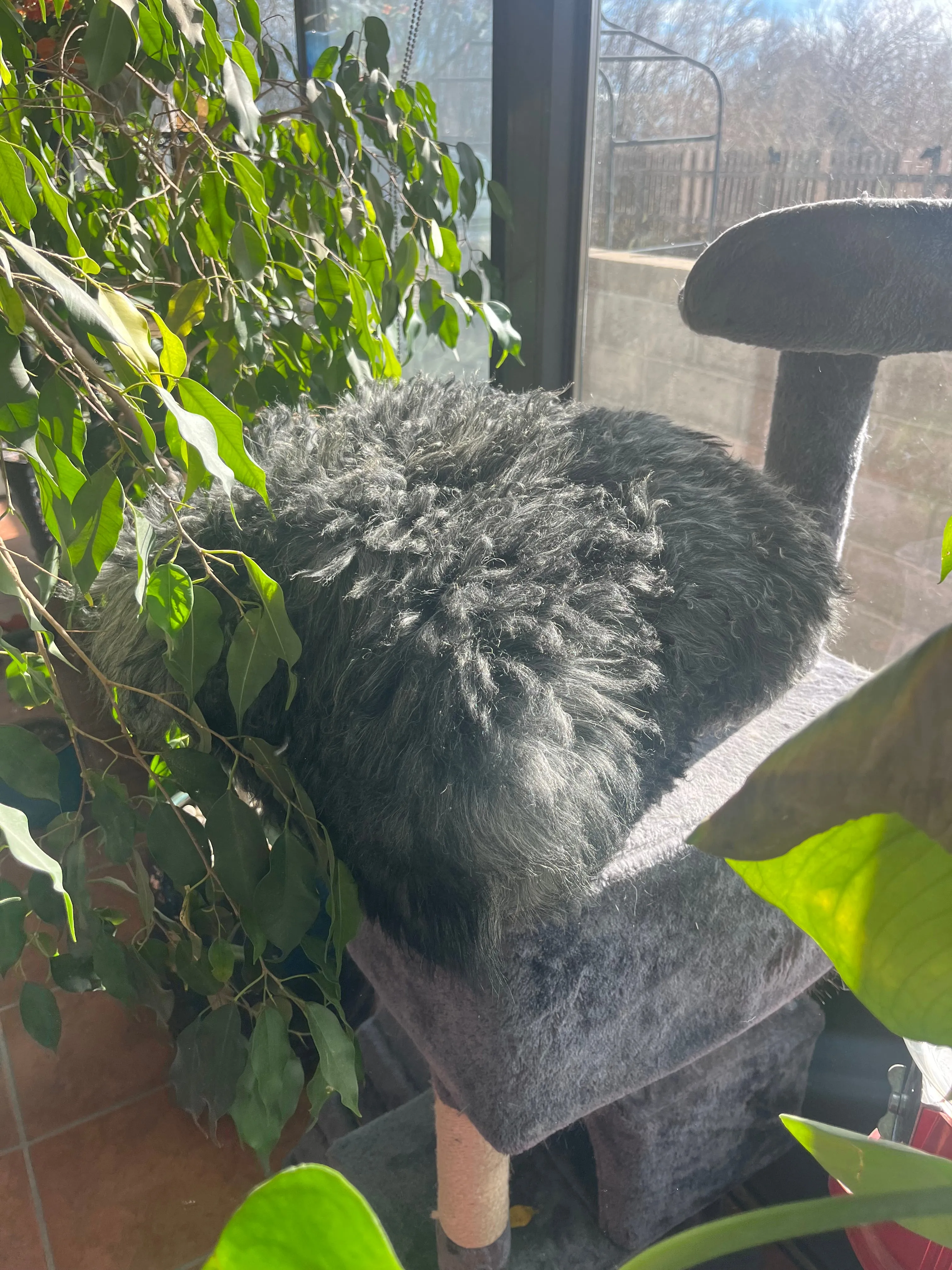 Sheepskin Pet Bed